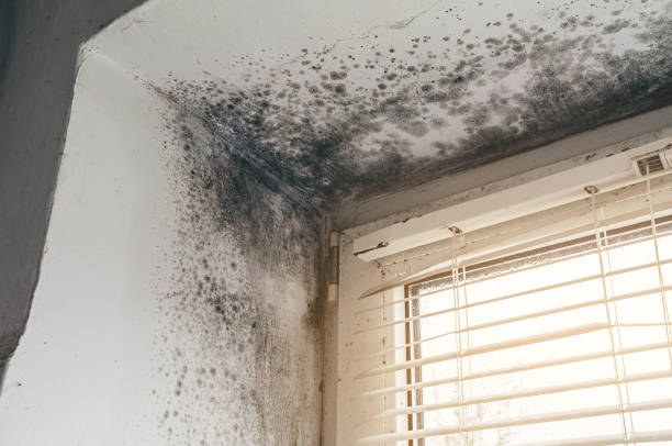 Mold Removal service in Princeton Junction